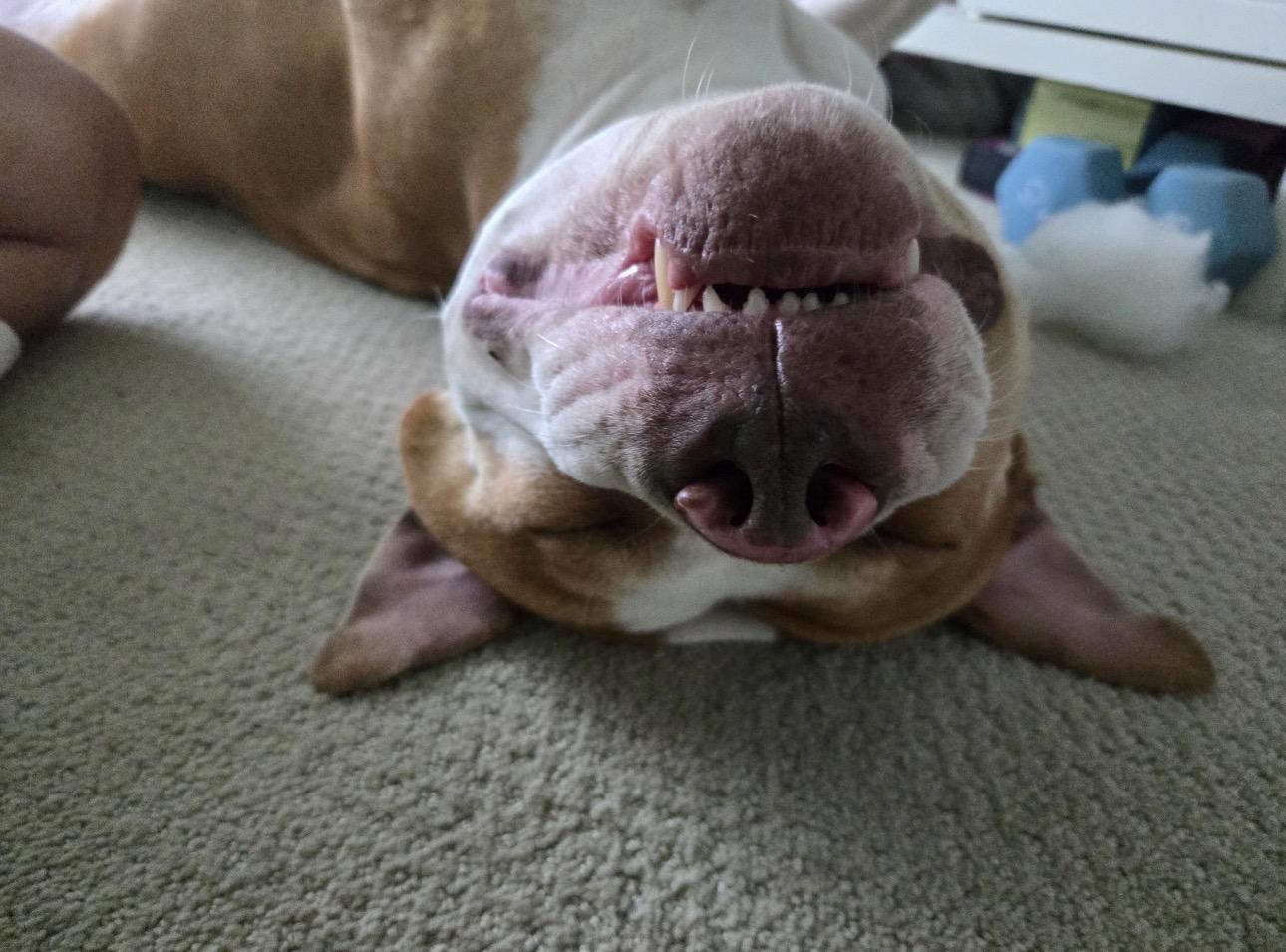 Brutus, ADOPTABLE, Young Male American Bulldog & American Staffordshire Terrier.