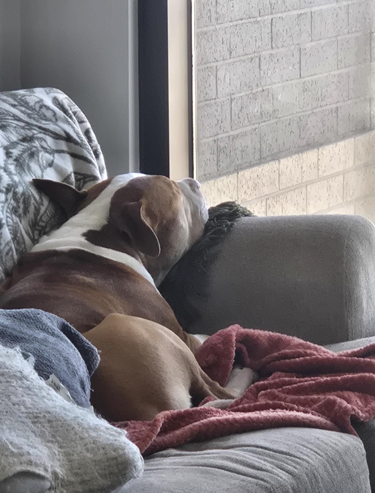 Brutus, a ADOPTABLE mixed breed in Thornton, CO image 2/6