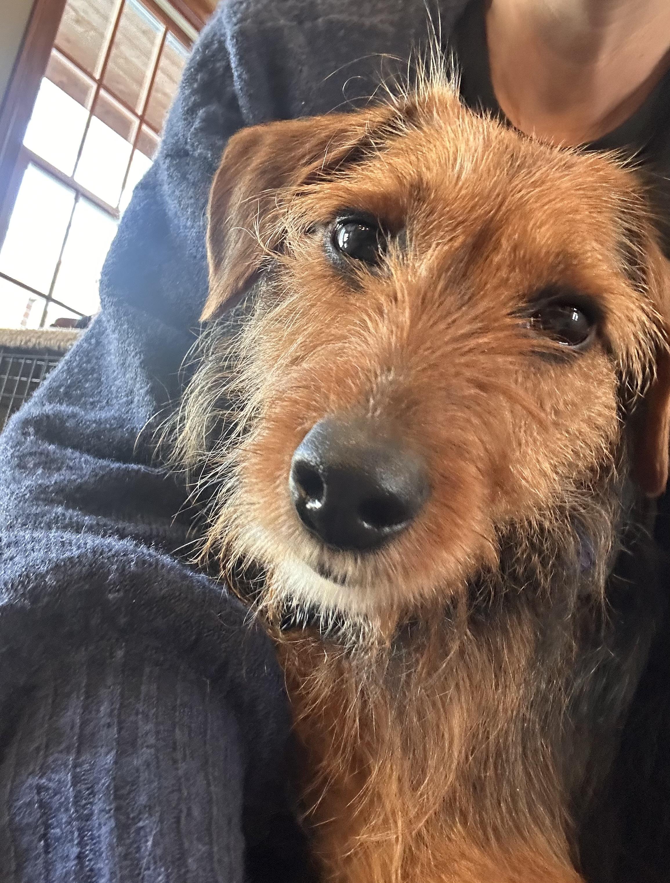 Enlarge Lee, an adopted mixed breed in New Albany, OH image 4/5