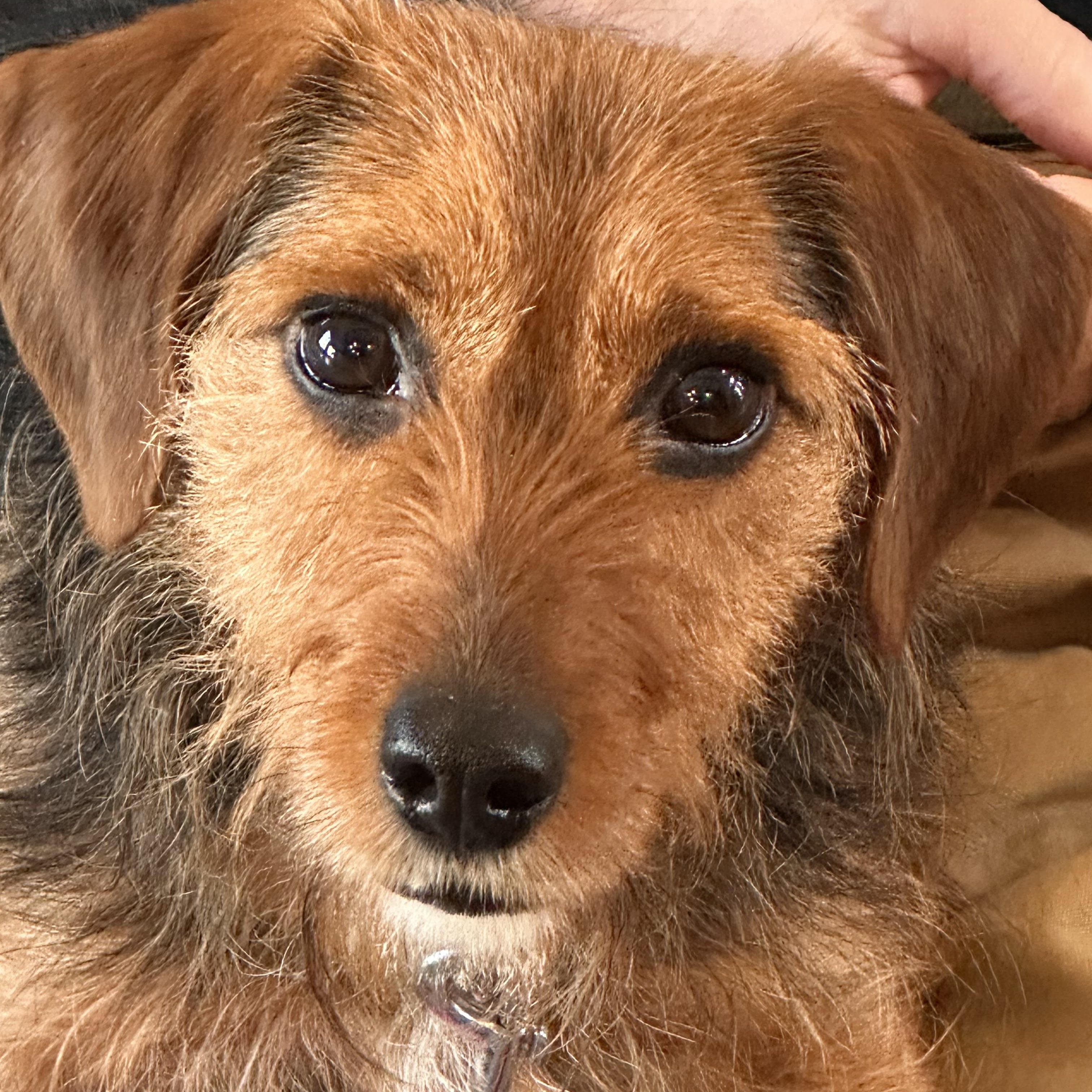 Lee, adopted, Adult Male Wirehaired Terrier.