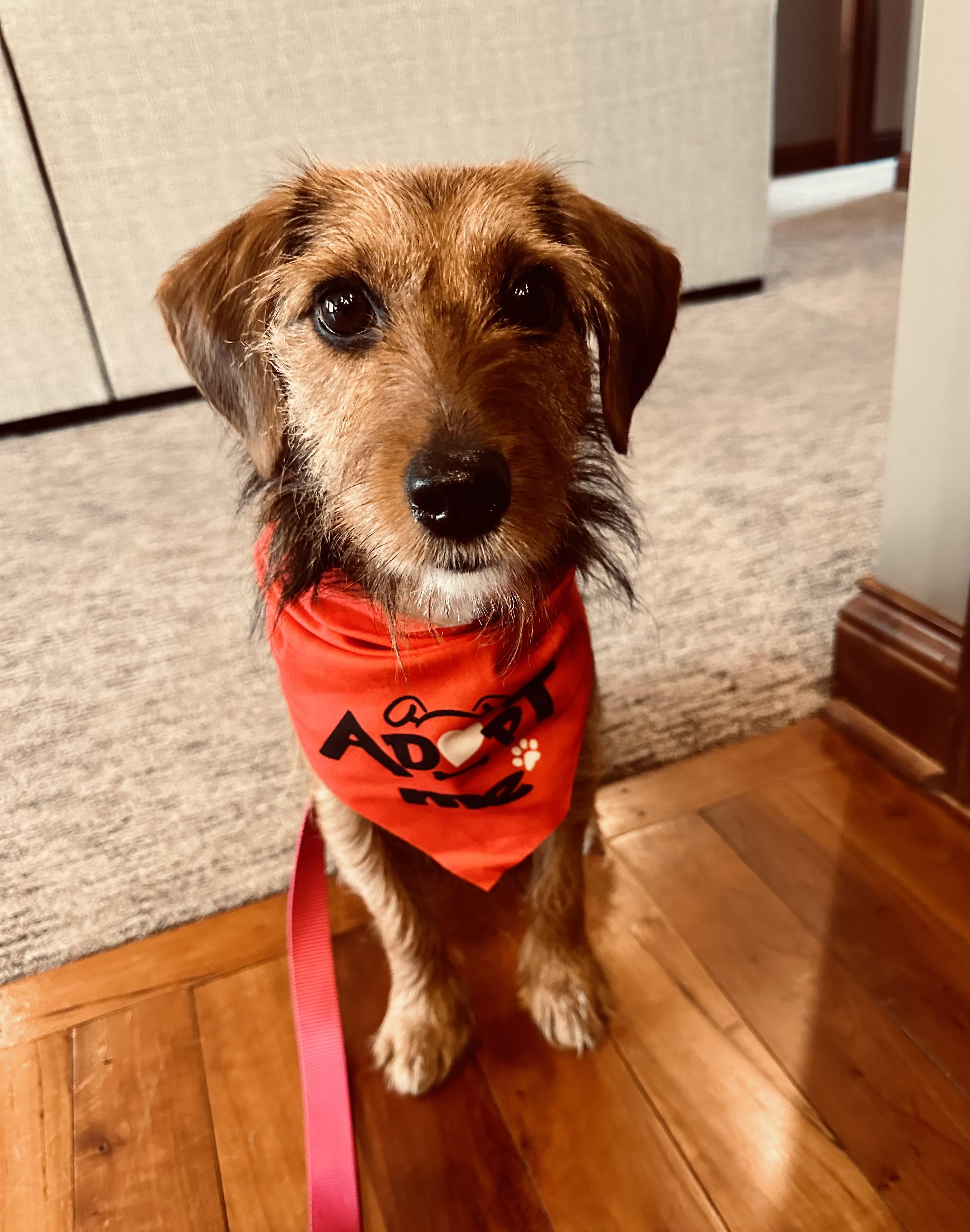 Enlarge Lee, an adopted mixed breed in New Albany, OH image 5/5