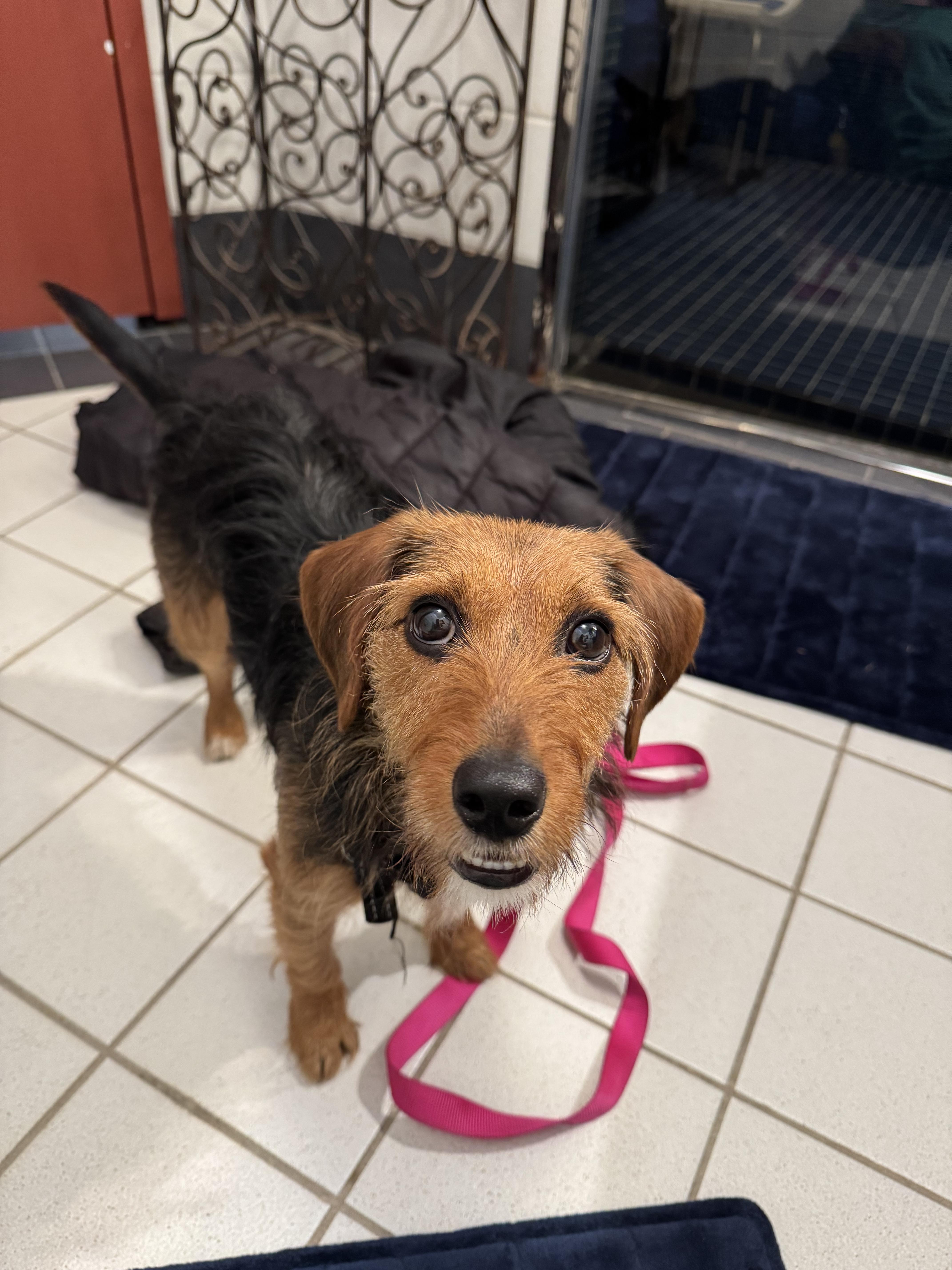 Enlarge Lee, an adopted mixed breed in New Albany, OH image 2/5