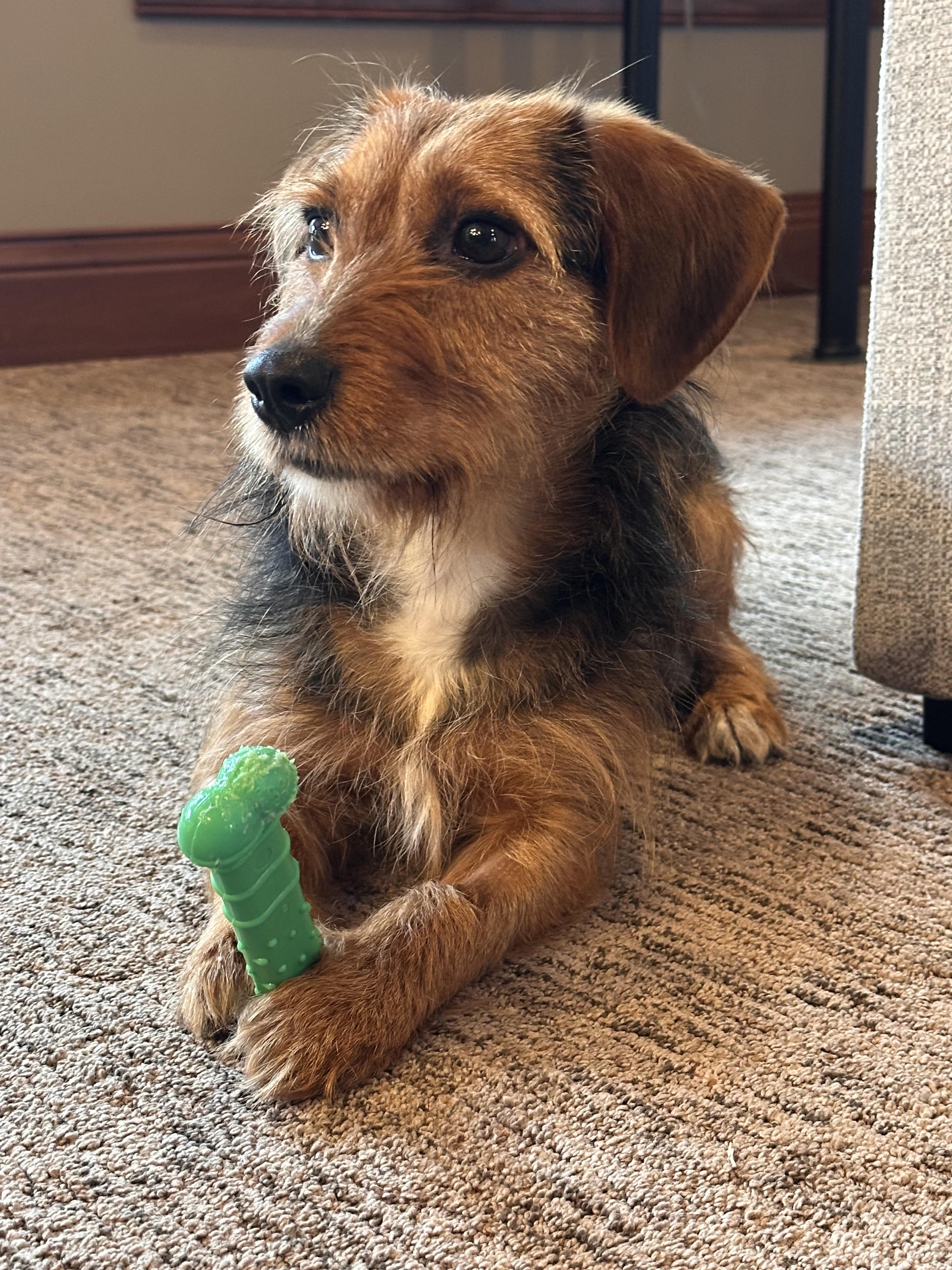 Enlarge Lee, an adopted mixed breed in New Albany, OH image 3/5