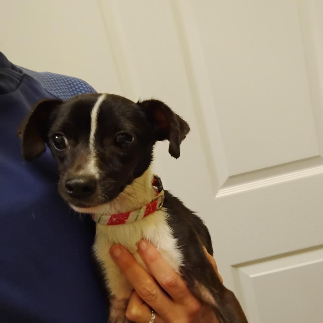 Enlarge Rudolph, a Adoptable mixed breed in Greensboro, GA image 1/4