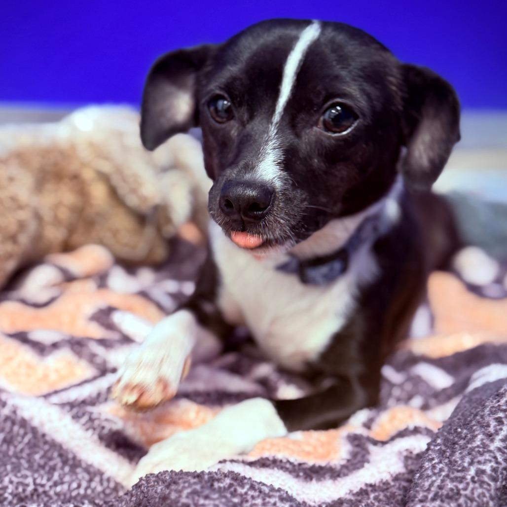 Enlarge Rudolph, a Adoptable mixed breed in Greensboro, GA image 3/4