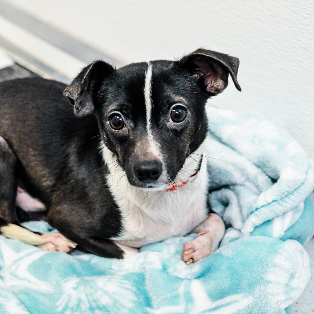 Enlarge Rudolph, a Adoptable mixed breed in Greensboro, GA image 4/4
