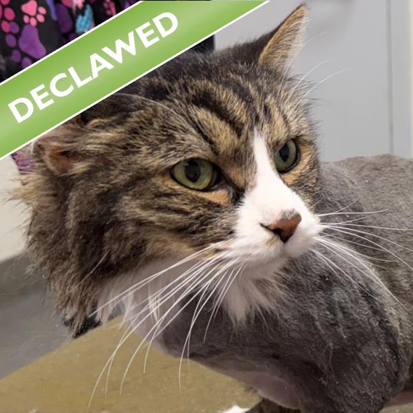 Midnight, Adoptable, Senior Male Domestic Long Hair.