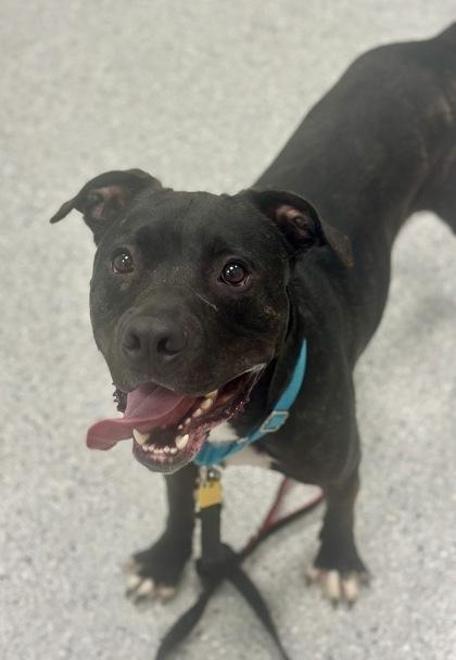 Peter - In a Foster Home, Adoptable, Adult Male Pit Bull Terrier & Mixed Breed.