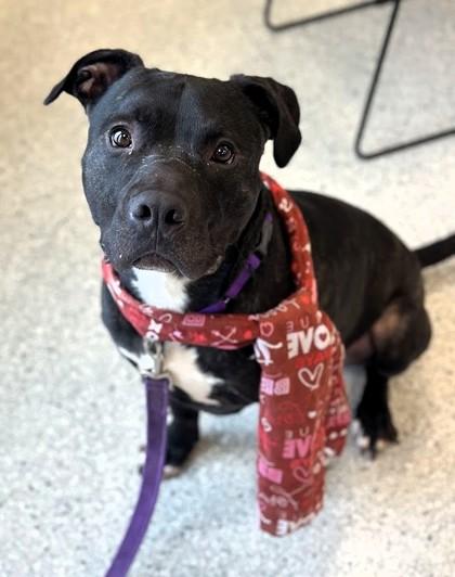 Enlarge Peter - In a Foster Home, a Adoptable mixed breed in Twinsburg, OH image 1/4