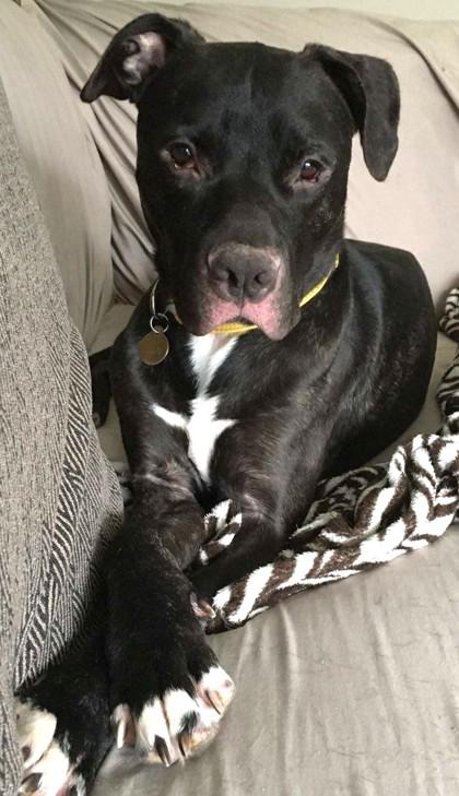 Peter - In a Foster Home, Adoptable, Adult Male Pit Bull Terrier & Mixed Breed.