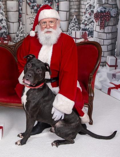 Enlarge Peter - In a Foster Home, a Adoptable mixed breed in Twinsburg, OH image 3/3