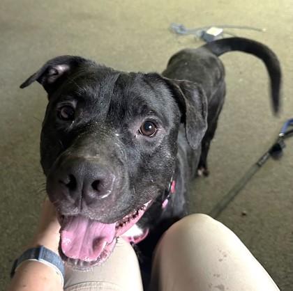 Enlarge Peter - In a Foster Home, a Adoptable mixed breed in Twinsburg, OH image 3/3