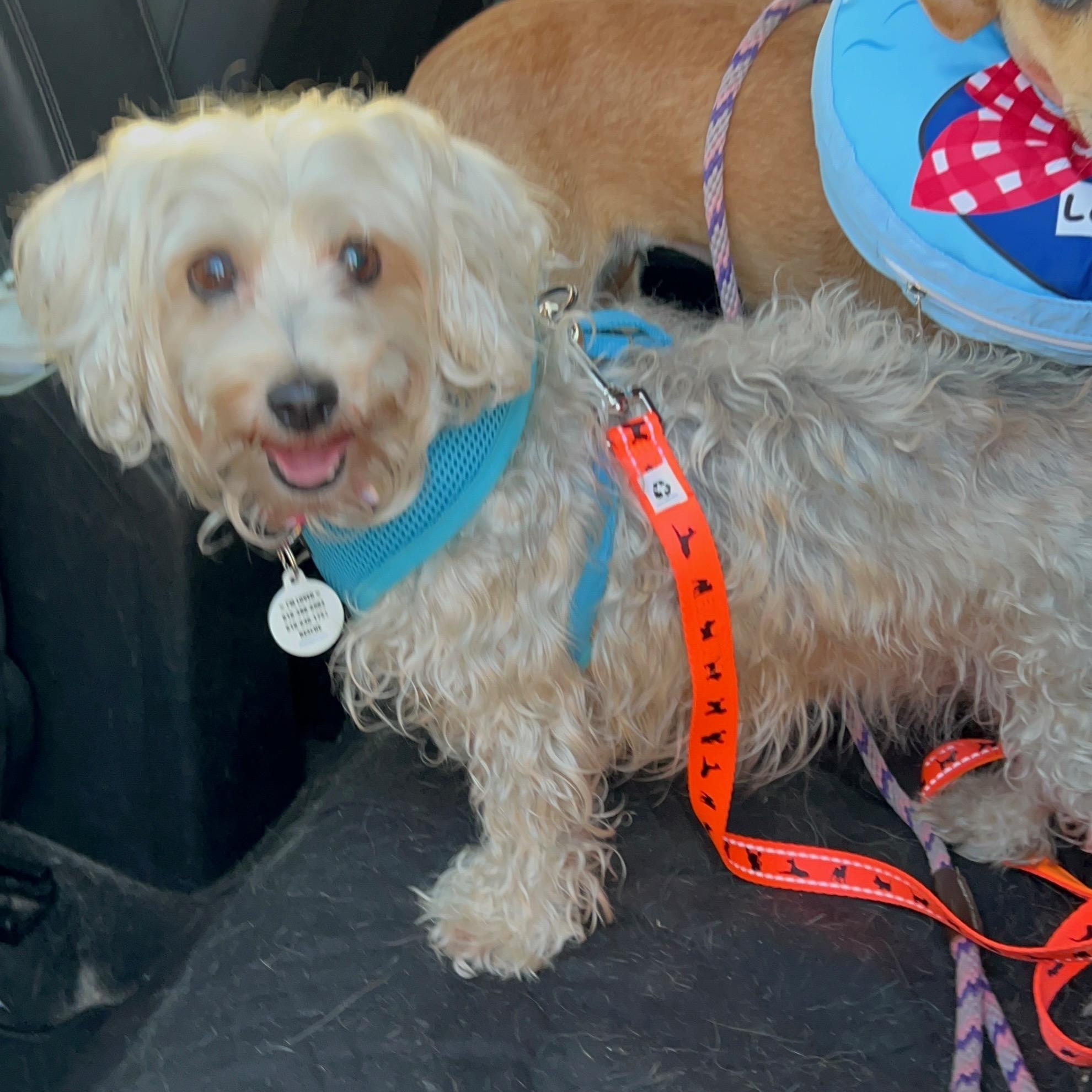 Enlarge Bubbles, a ADOPTABLE Maltipoo in Sun Valley, CA image 4/4