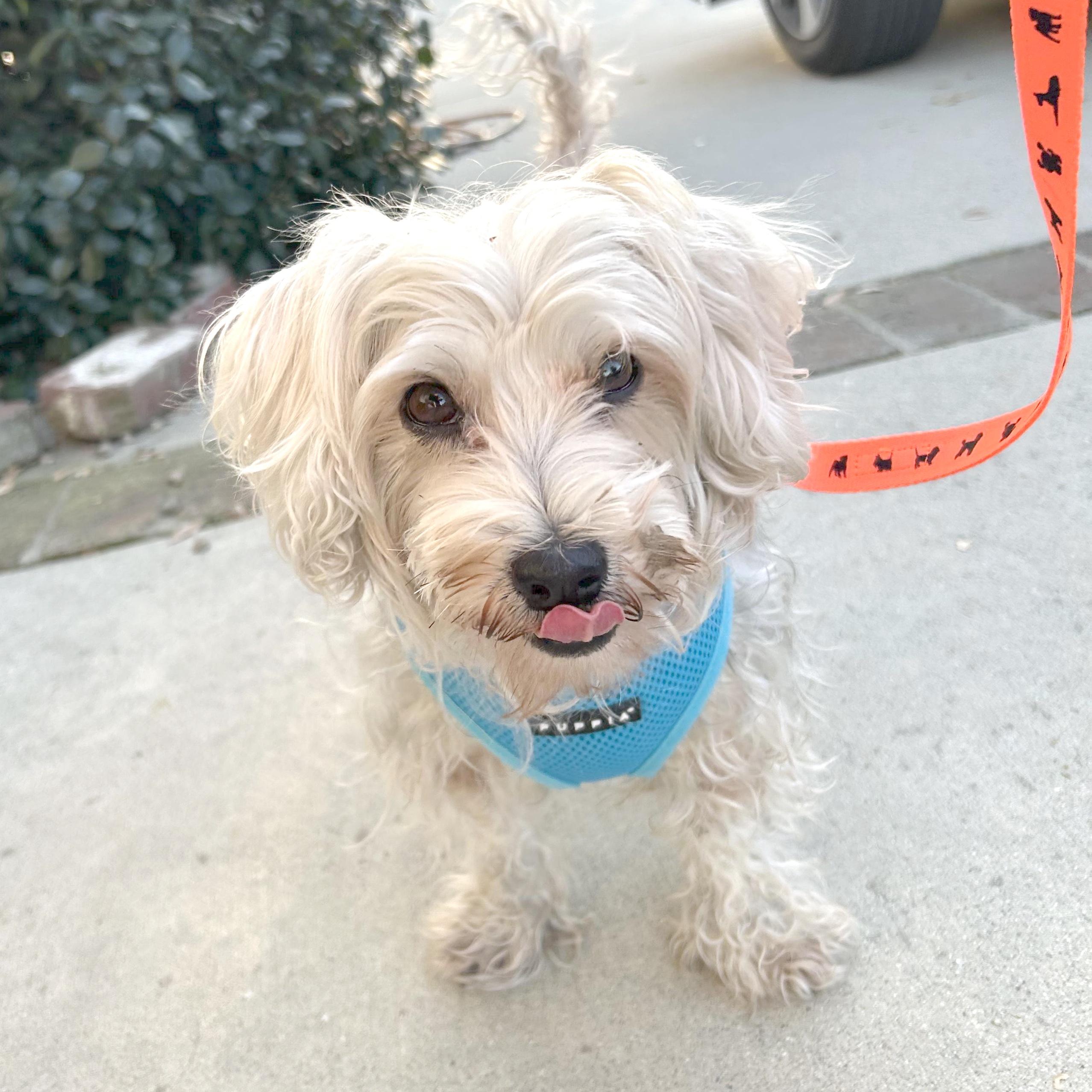 Enlarge Bubbles, a ADOPTABLE Maltipoo in Sun Valley, CA image 1/4