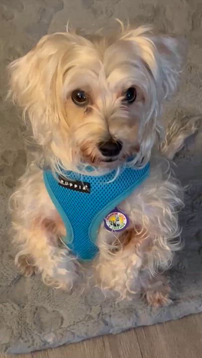 Enlarge Bubbles, a ADOPTABLE Maltipoo in Sun Valley, CA video 2/4