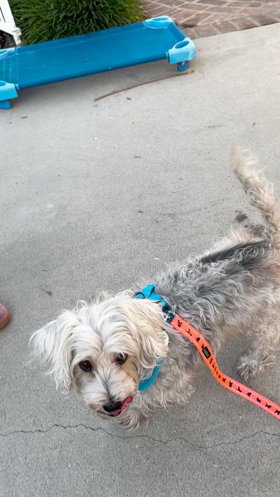 Enlarge Bubbles, a ADOPTABLE Maltipoo in Sun Valley, CA video 3/4