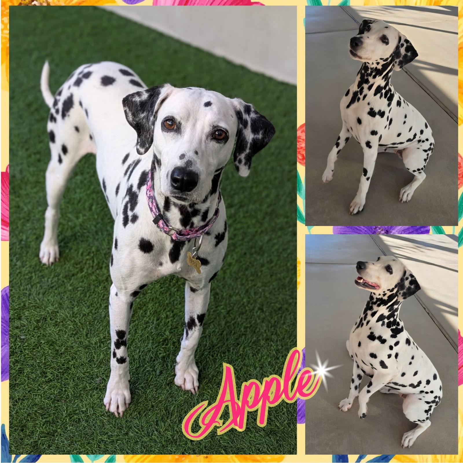 Enlarge Apple, a Adoptable Dalmatian in Colorado Springs, CO image 1/1