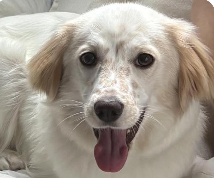 Meringue, Adopted, Adult Female English Setter.