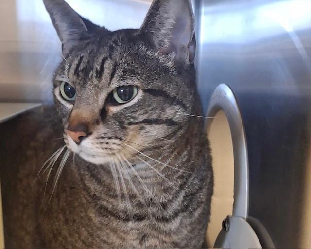 PAUL, Adoptable, Adult Male Domestic Short Hair.