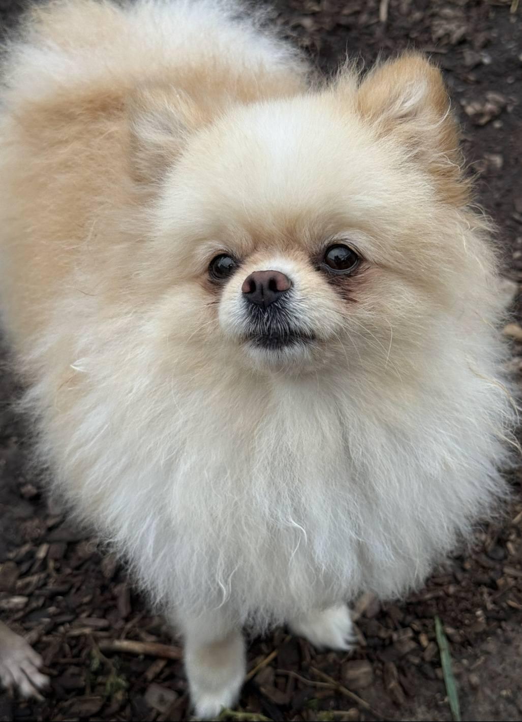 Cookie & Sugar, a Adoptable Pomeranian in Kemble, ON image 3/4