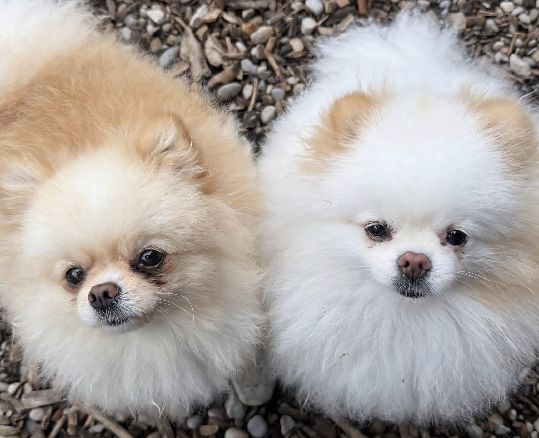 Cookie & Sugar, Adoptable, Adult Female Pomeranian.