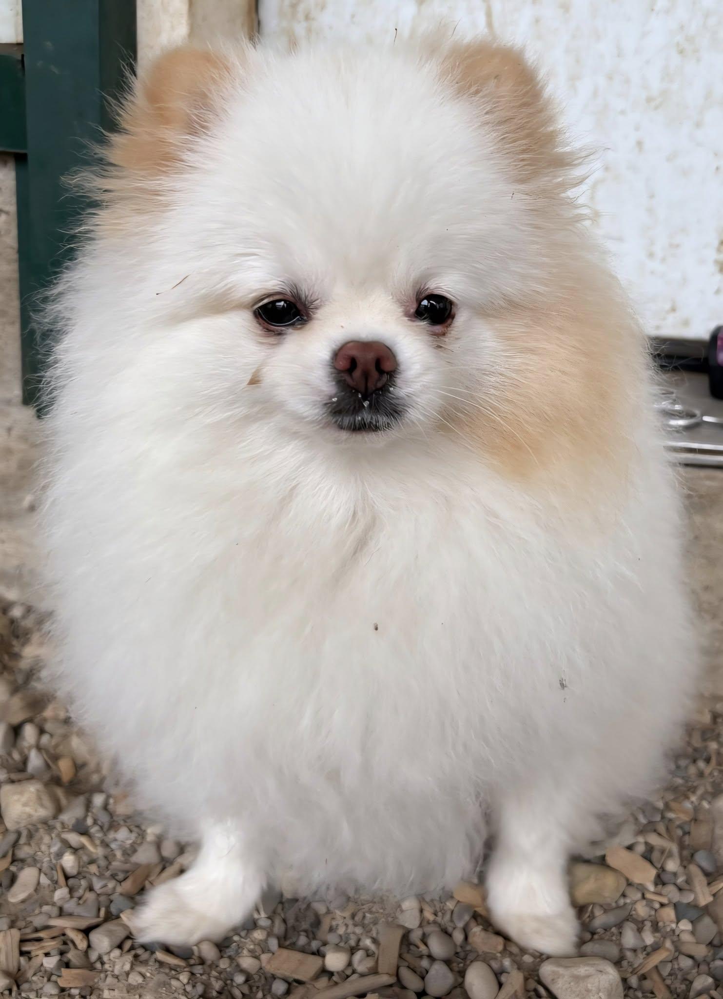 Cookie & Sugar, a Adoptable Pomeranian in Kemble, ON image 2/4