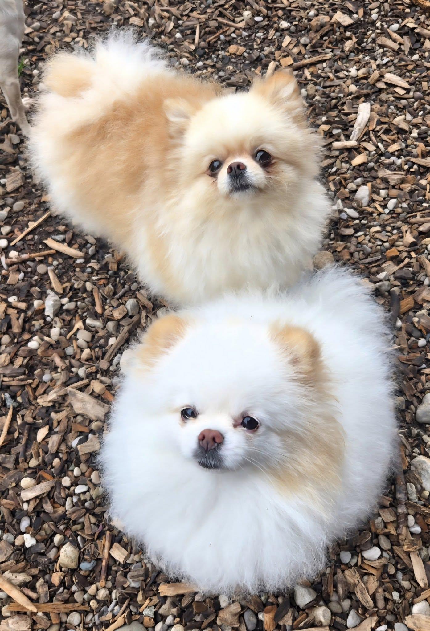 Cookie & Sugar, a Adoptable Pomeranian in Kemble, ON image 4/4