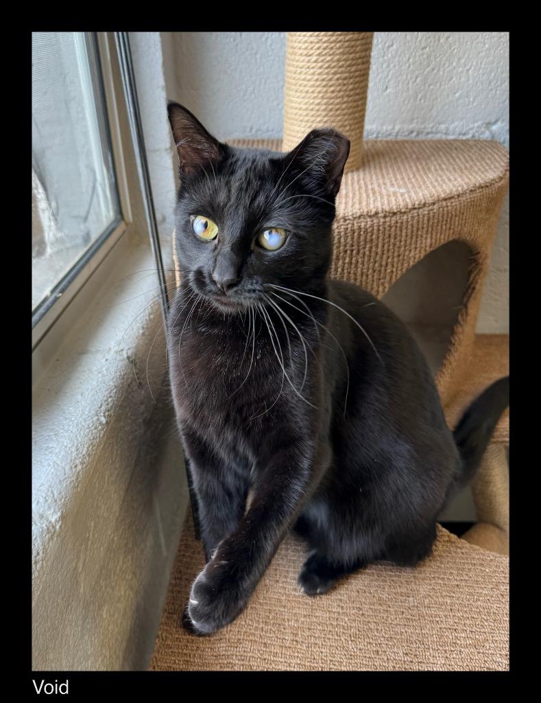 Enlarge Void, a Adopted mixed breed in Chino Valley, AZ image 1/1