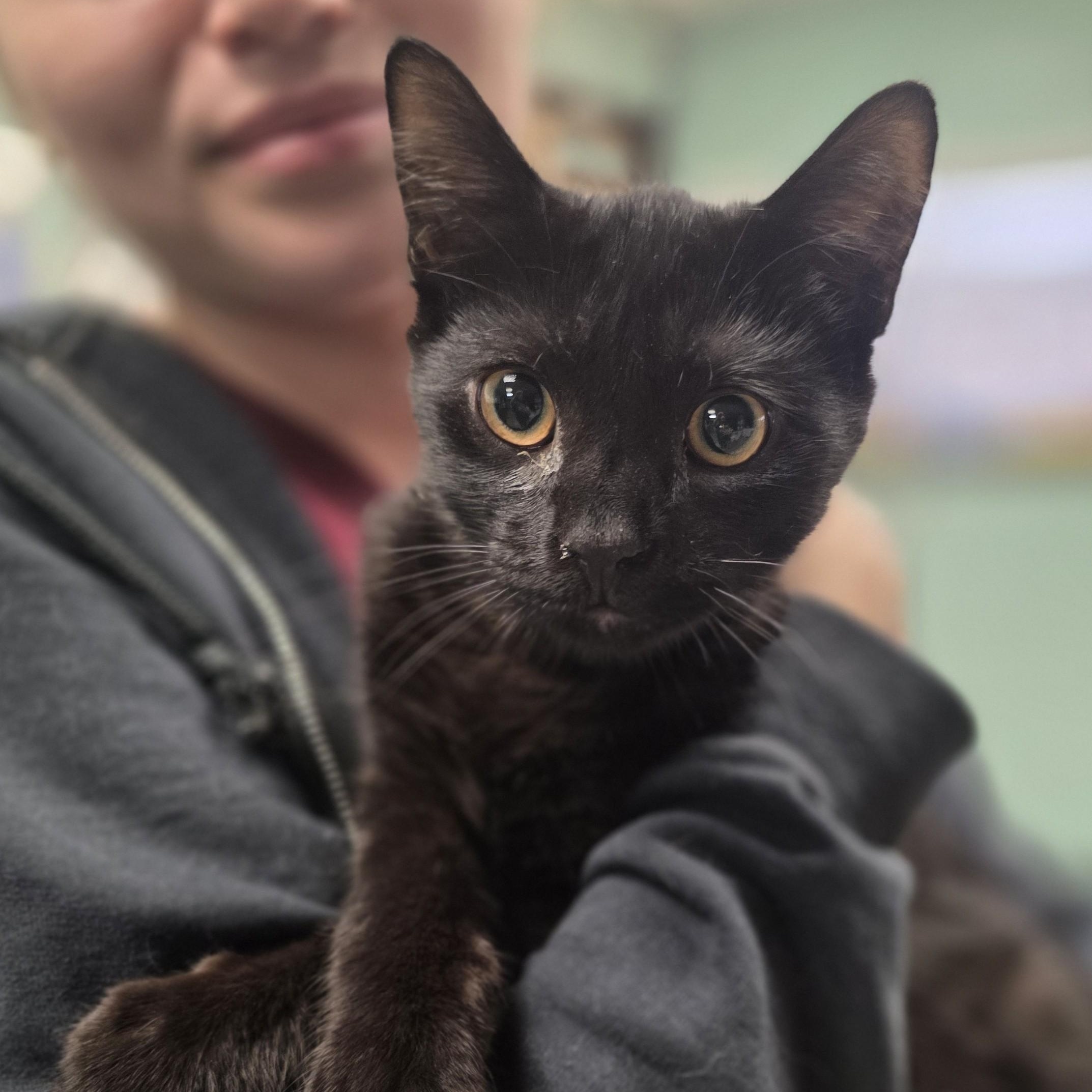 Enlarge Jonagold, a Adoptable Domestic Short Hair in Macomb Twp, MI image 4/5