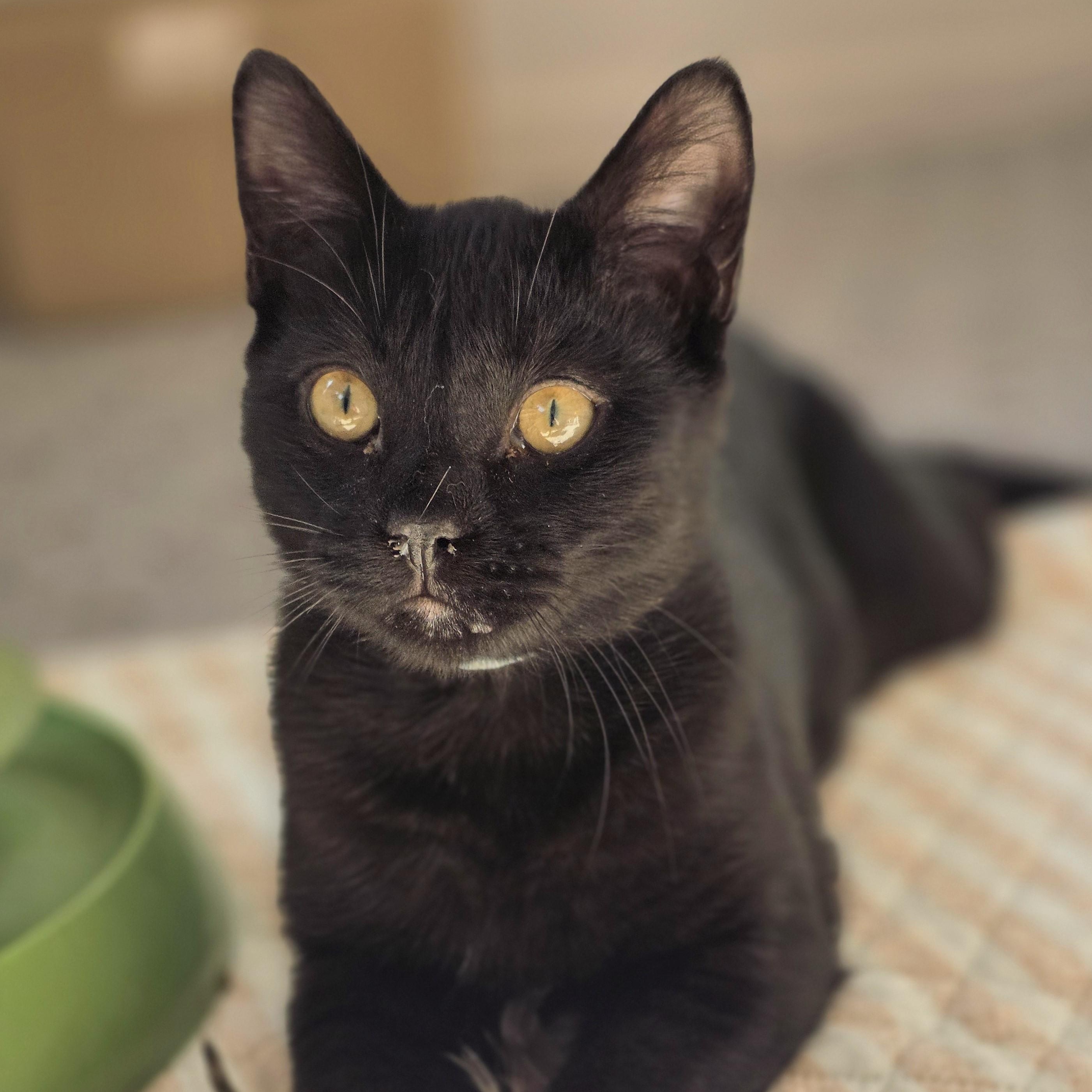 Jonagold, Adoptable, Young Male Domestic Short Hair.