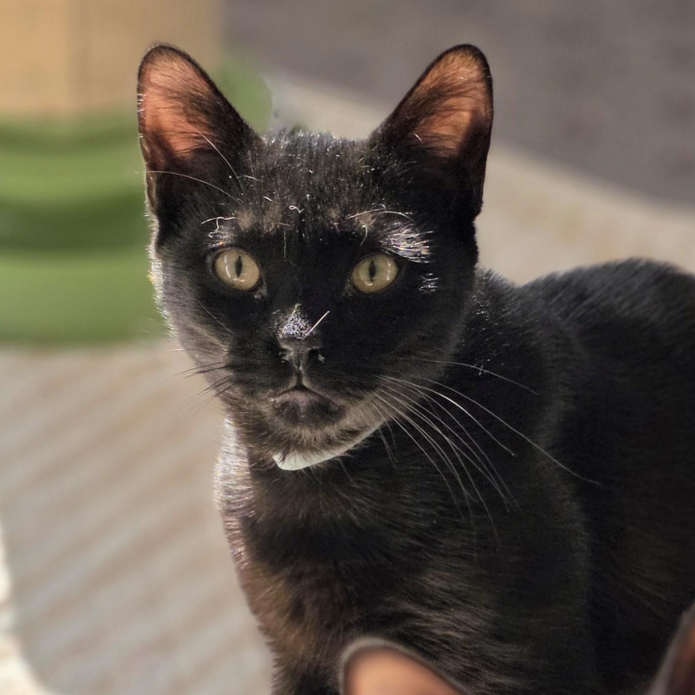 Enlarge Jonagold, a Adoptable Domestic Short Hair in Macomb Twp, MI image 2/5