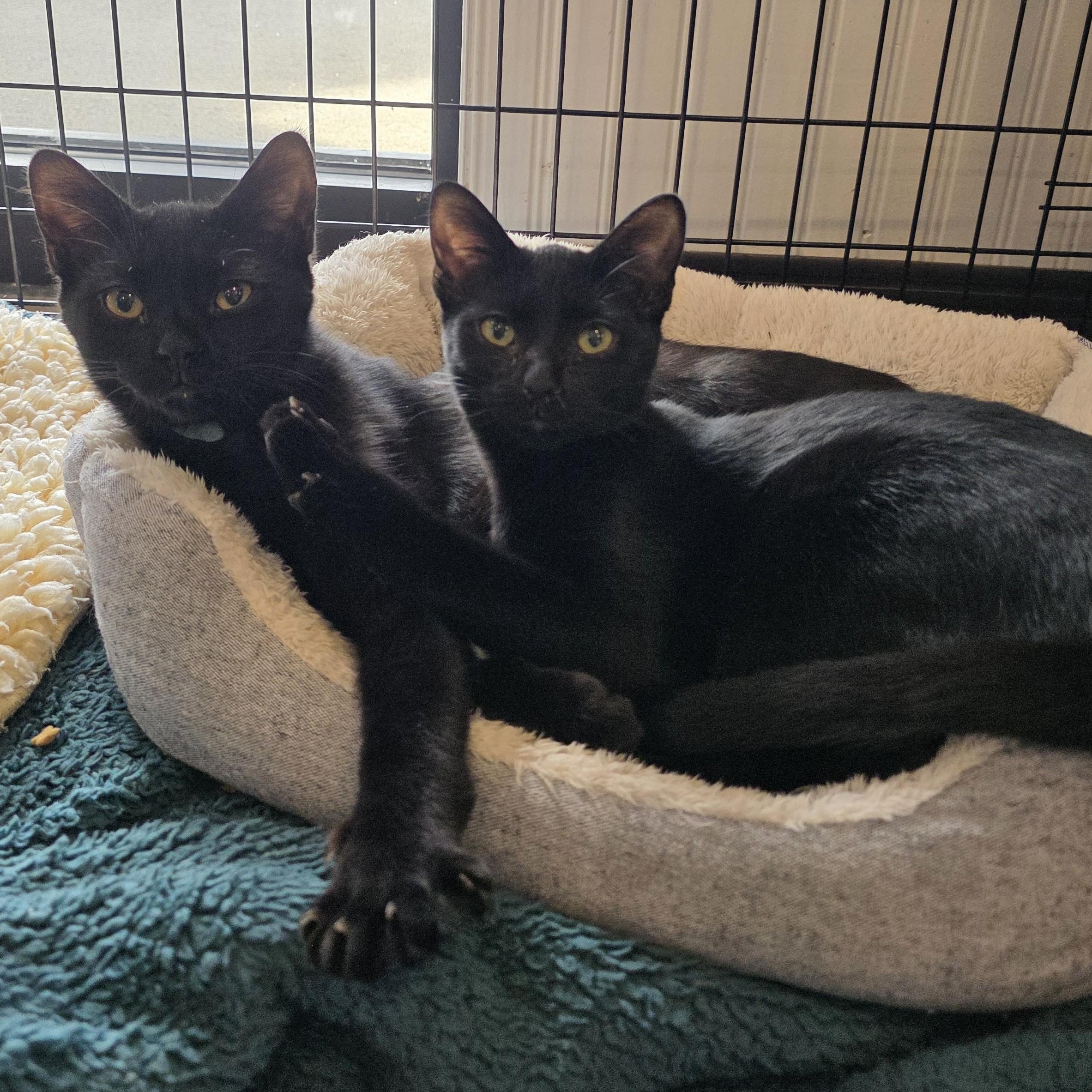 Enlarge Jonagold, a Adoptable Domestic Short Hair in Macomb Twp, MI image 5/5