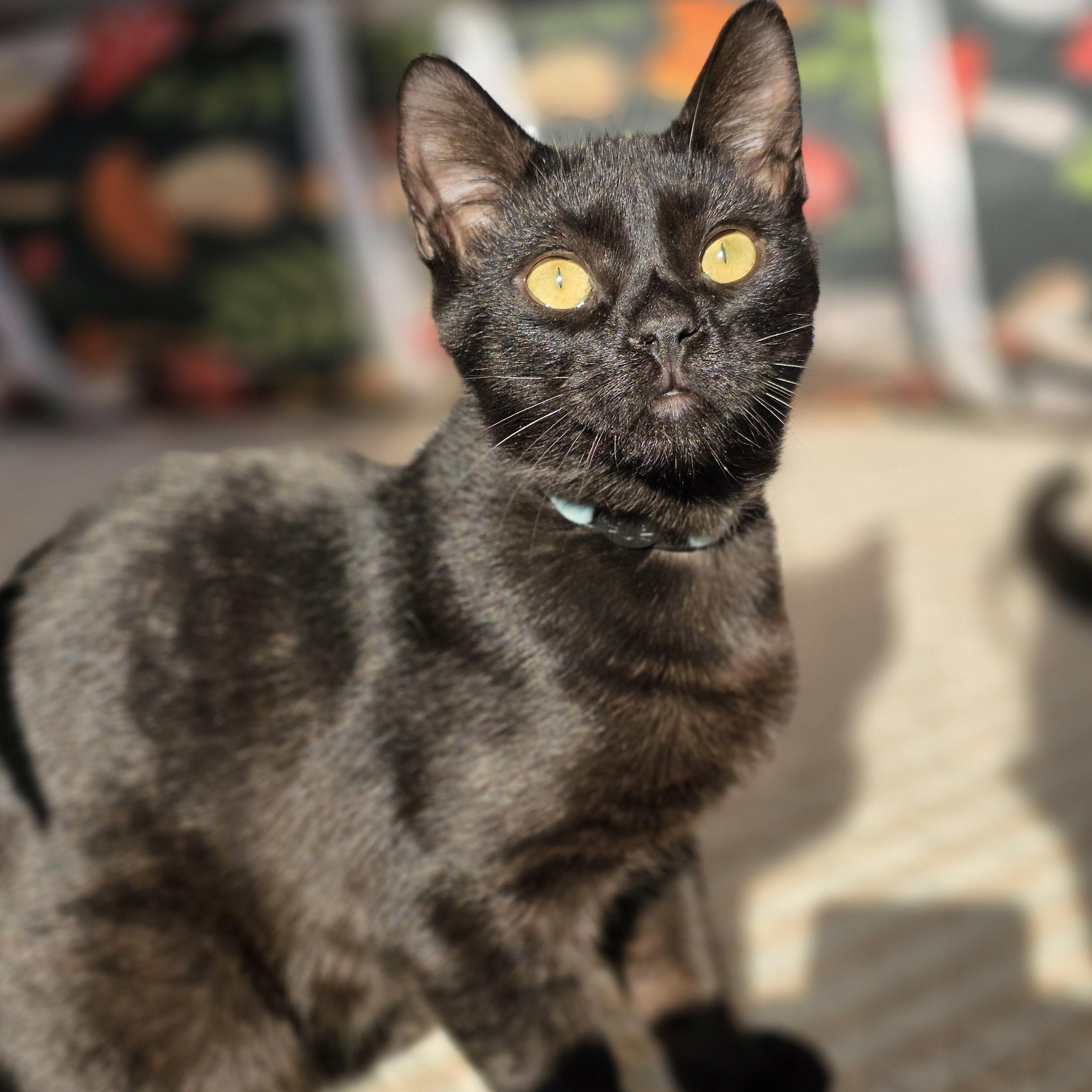 Enlarge Jonagold, a Adoptable Domestic Short Hair in Macomb Twp, MI image 3/5