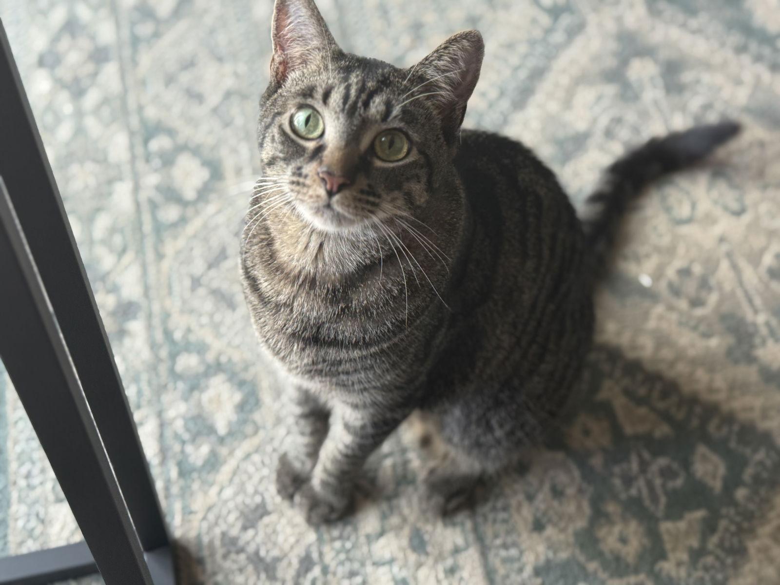 Enlarge Weasley, a Adopted Tabby in Laguna Niguel, CA image 1/3