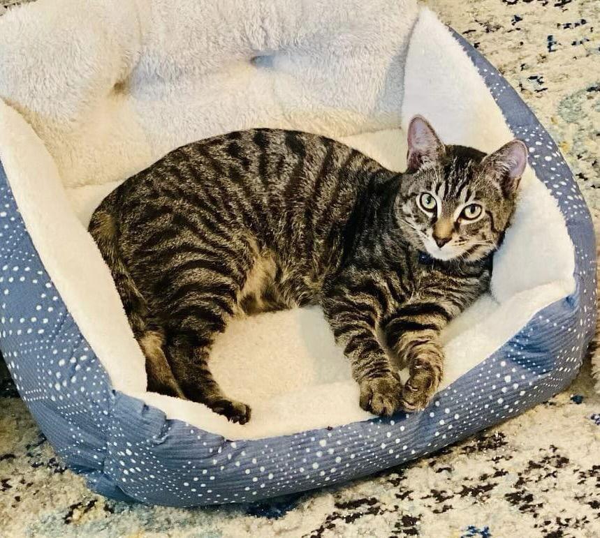 Enlarge Weasley, a Adopted Tabby in Laguna Niguel, CA image 2/3