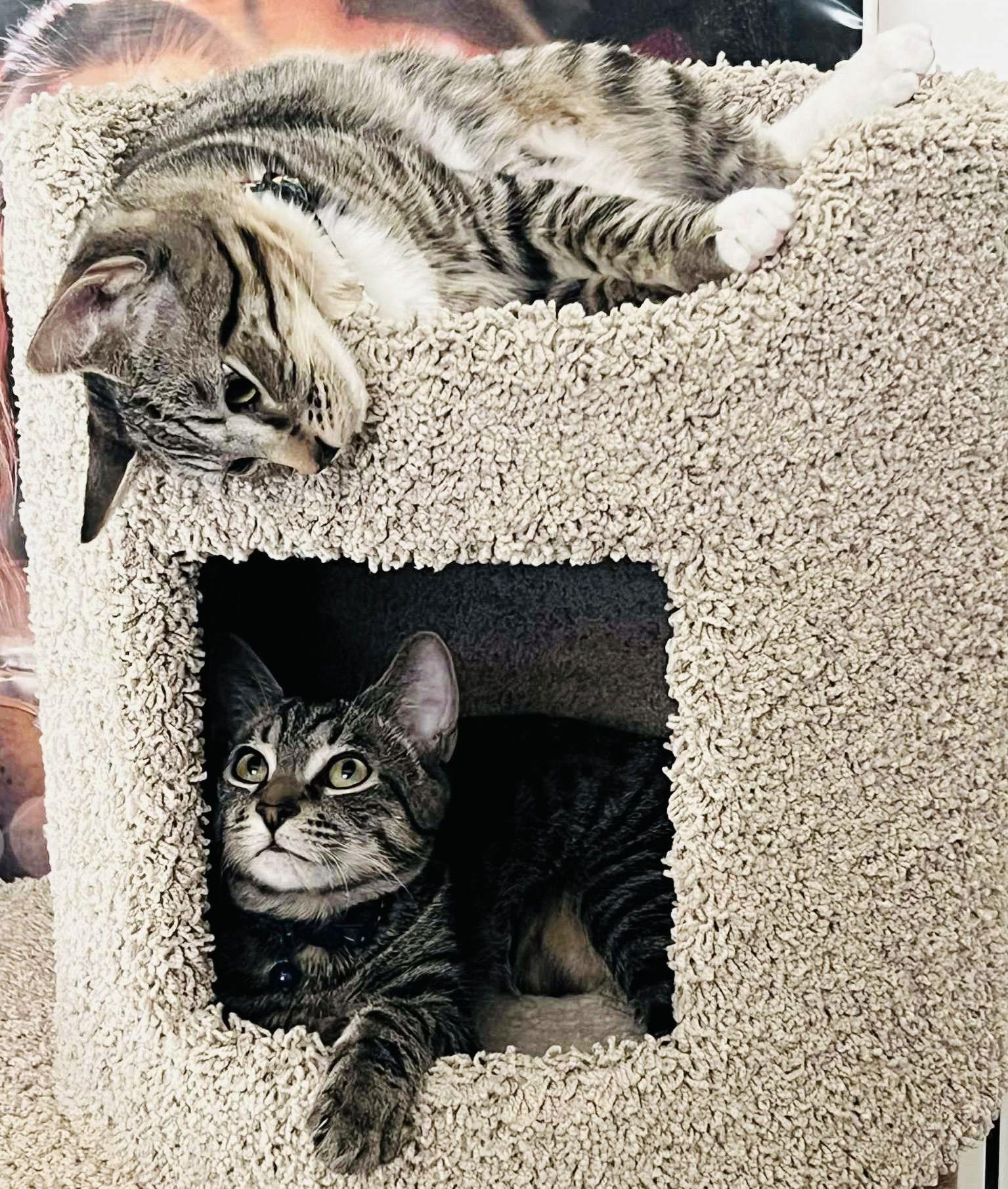 Enlarge Weasley, a Adopted Tabby in Laguna Niguel, CA image 3/3