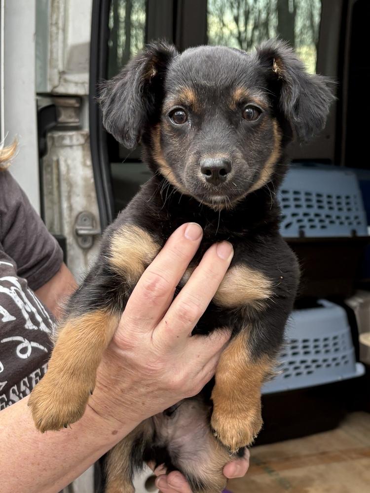 Enlarge Blarney, a Adoptable mixed breed in Irwin, PA image 3/4
