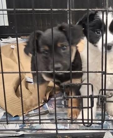 Enlarge Blarney, a Adoptable mixed breed in Irwin, PA image 4/4