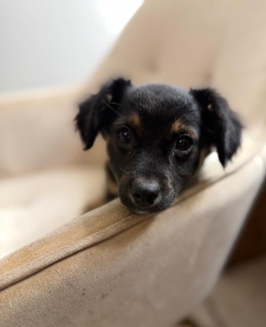 Enlarge Blarney, a Adoptable mixed breed in Irwin, PA image 2/4