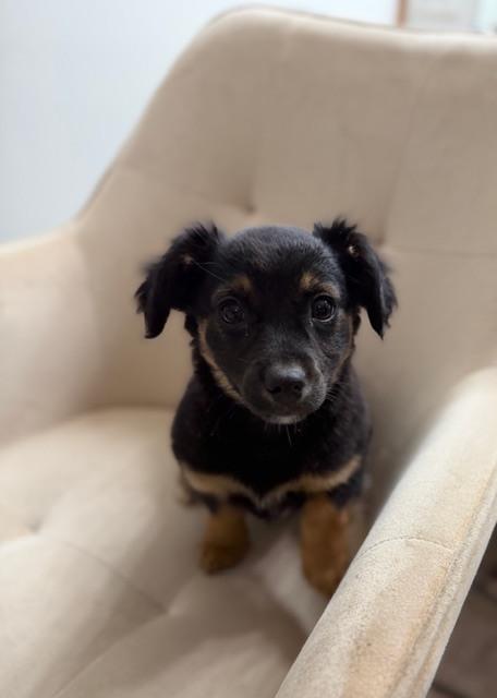 Enlarge Blarney, a Adoptable mixed breed in Irwin, PA image 1/4