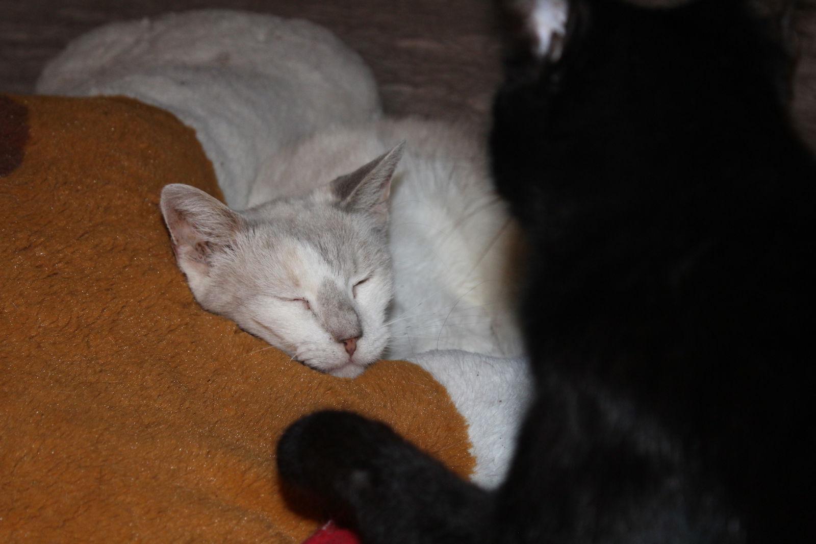 Enlarge Lisa, a Adoptable mixed breed in Cypress, TX image 1/3