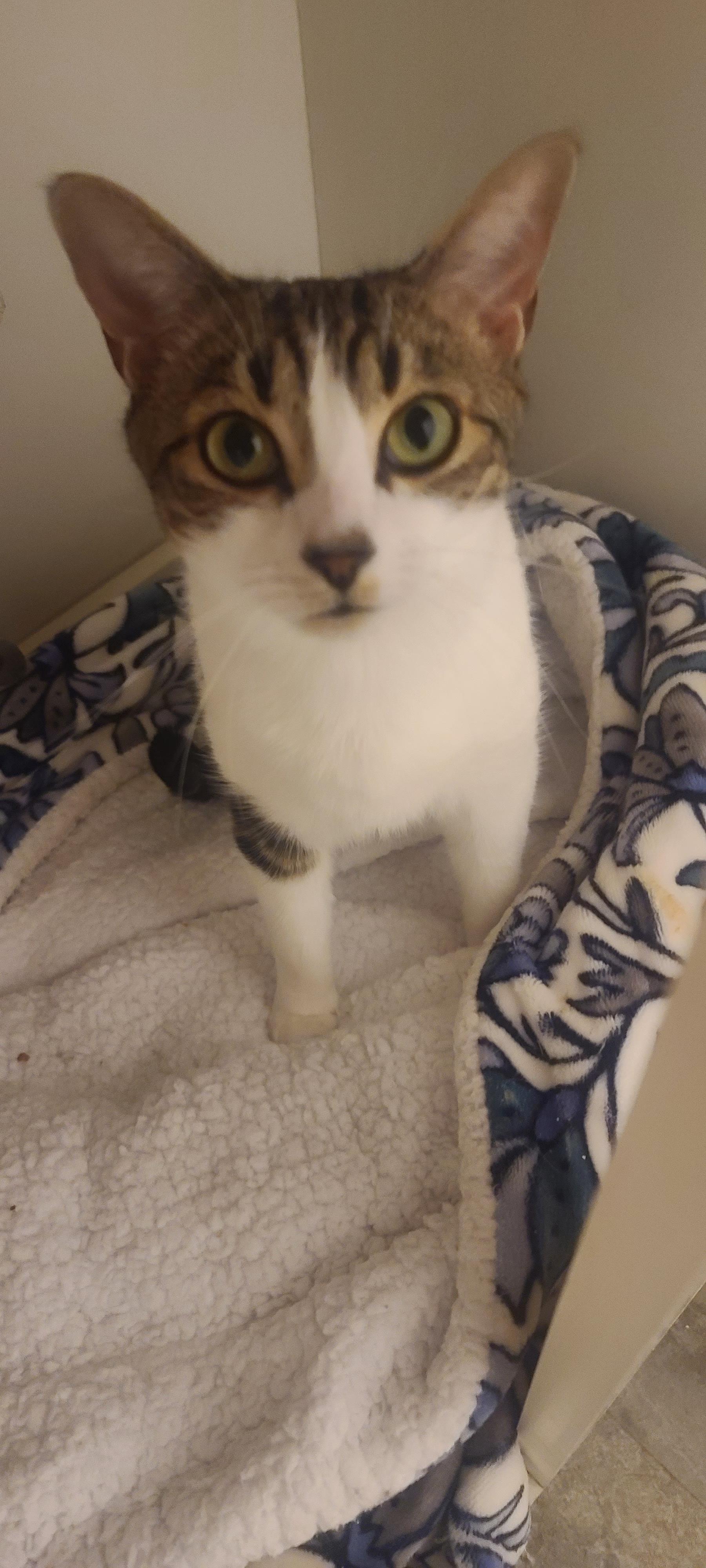Enlarge LIGHTENING, a ADOPTABLE Tabby in Elgin, SC image 2/5