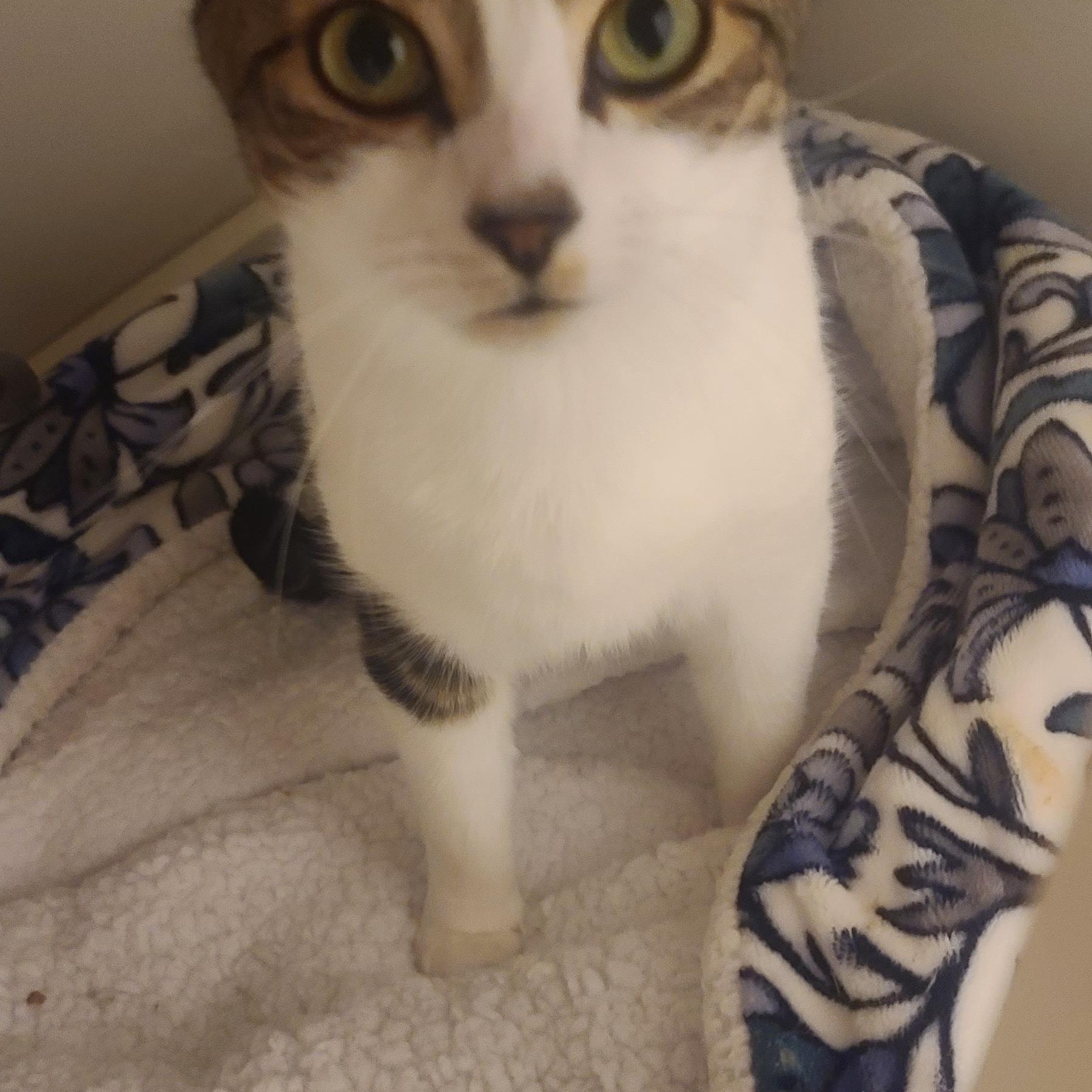 Enlarge LIGHTENING, a Adoptable Tabby in Elgin, SC image 2/6
