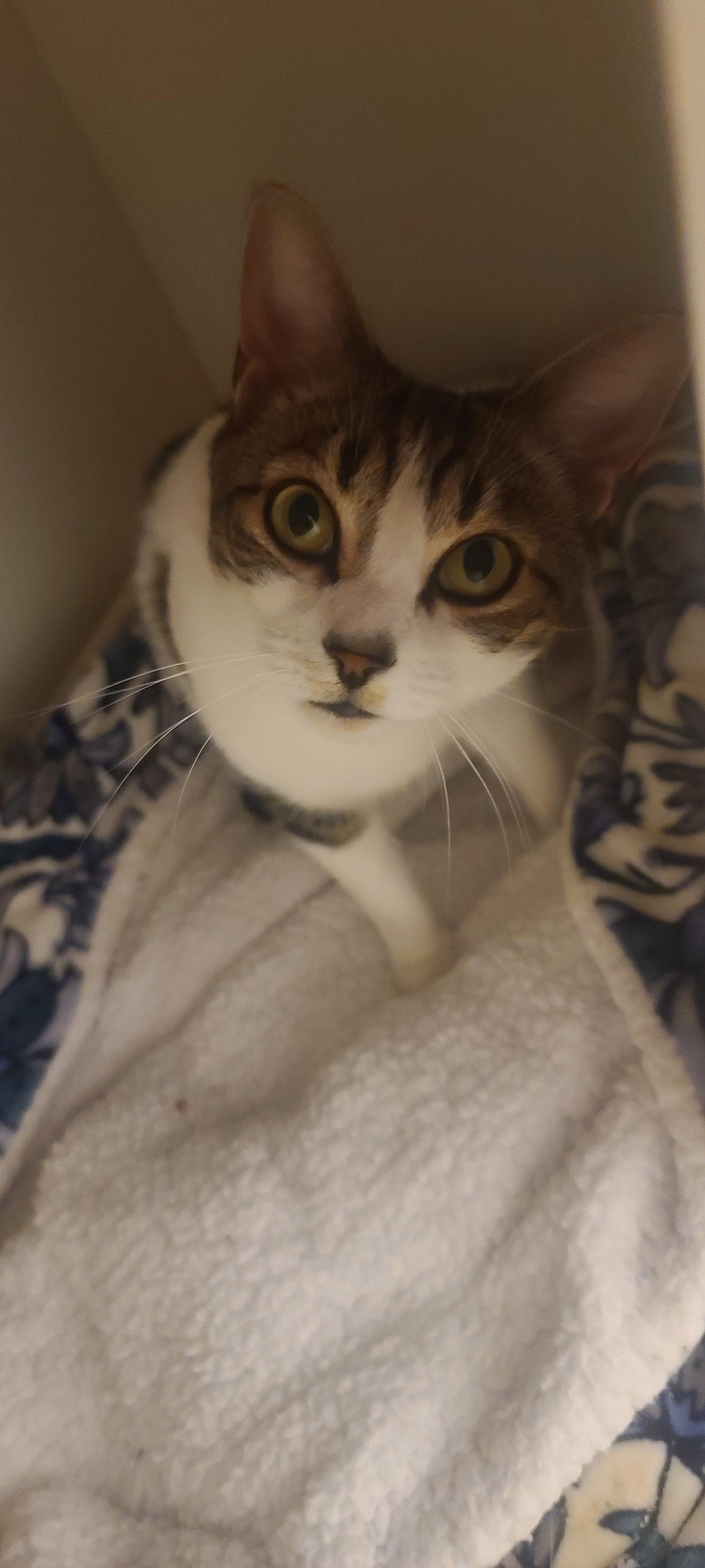 Enlarge LIGHTENING, a ADOPTABLE Tabby in Elgin, SC image 4/5