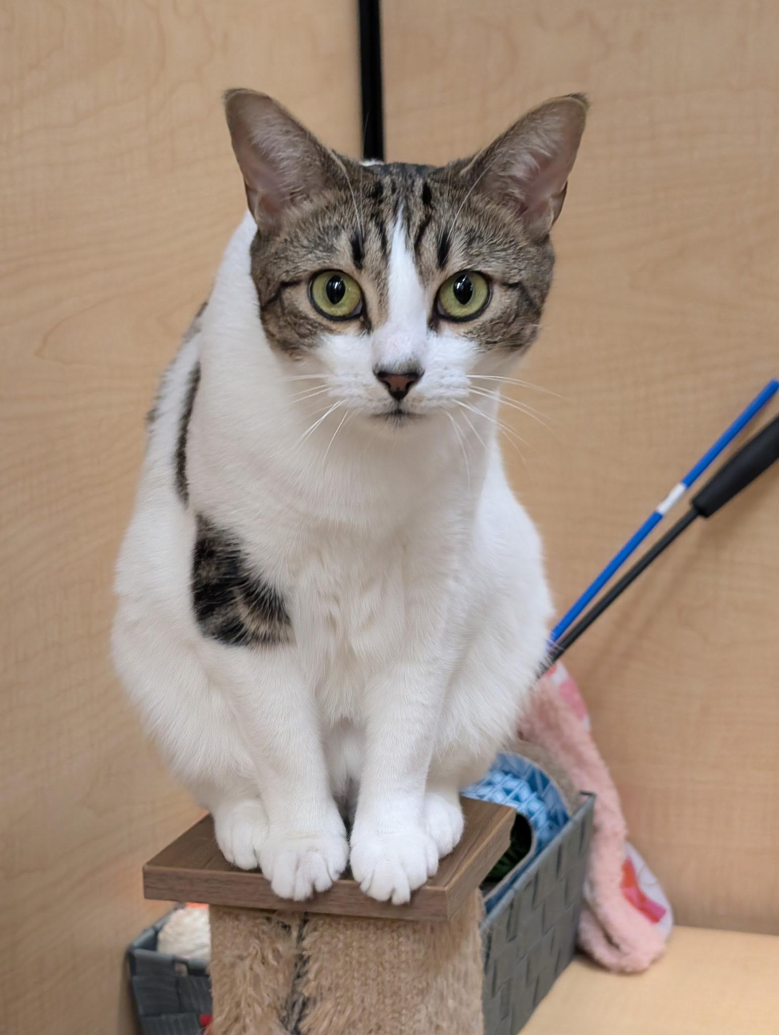 Enlarge LIGHTENING, a Adoptable Tabby in Elgin, SC image 5/6