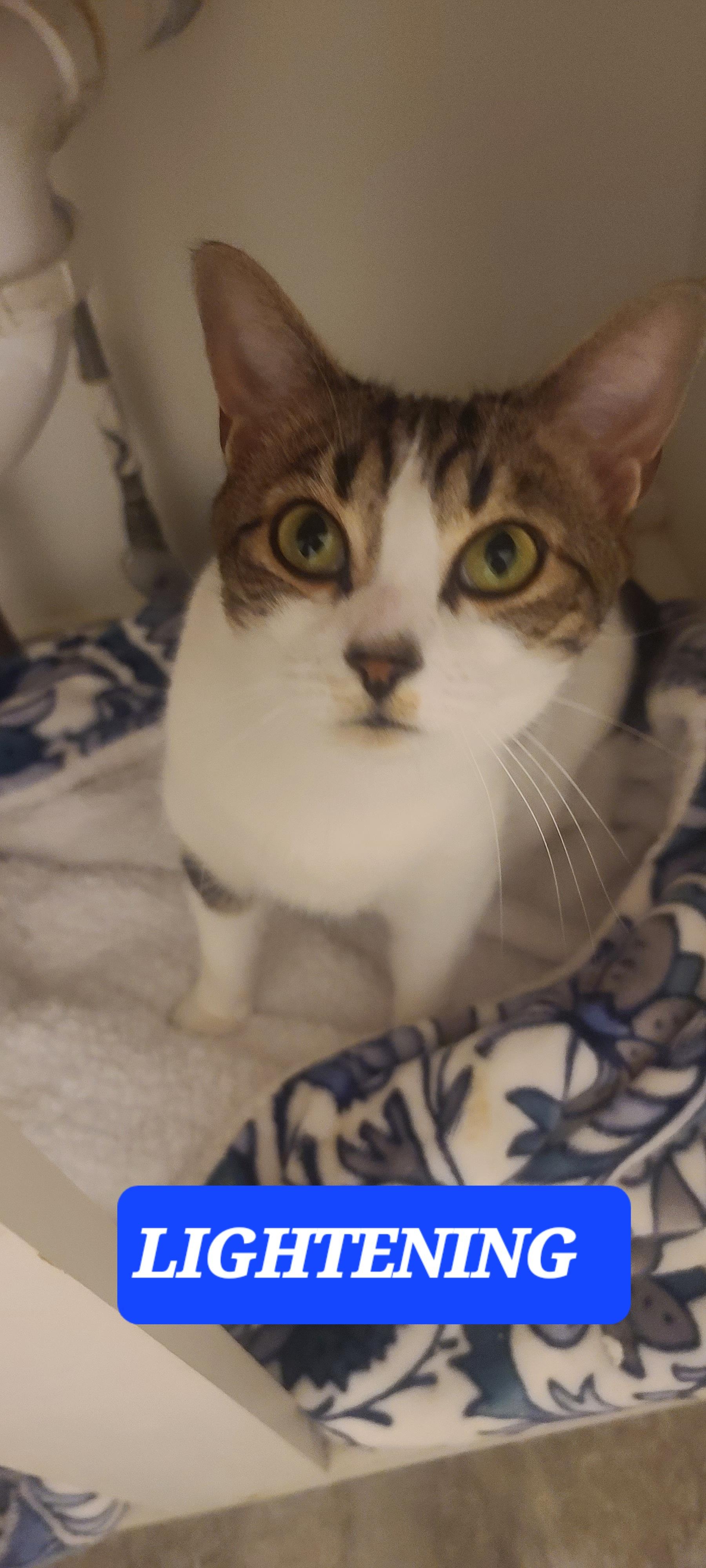 Enlarge LIGHTENING, a ADOPTABLE Tabby in Elgin, SC image 1/5
