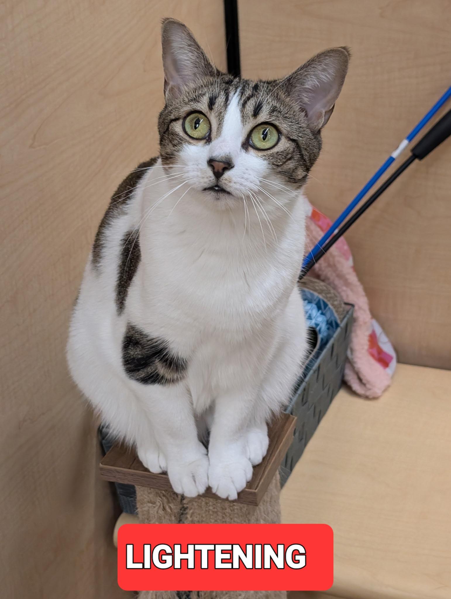 Enlarge LIGHTENING, a Adoptable Tabby in Elgin, SC image 6/6