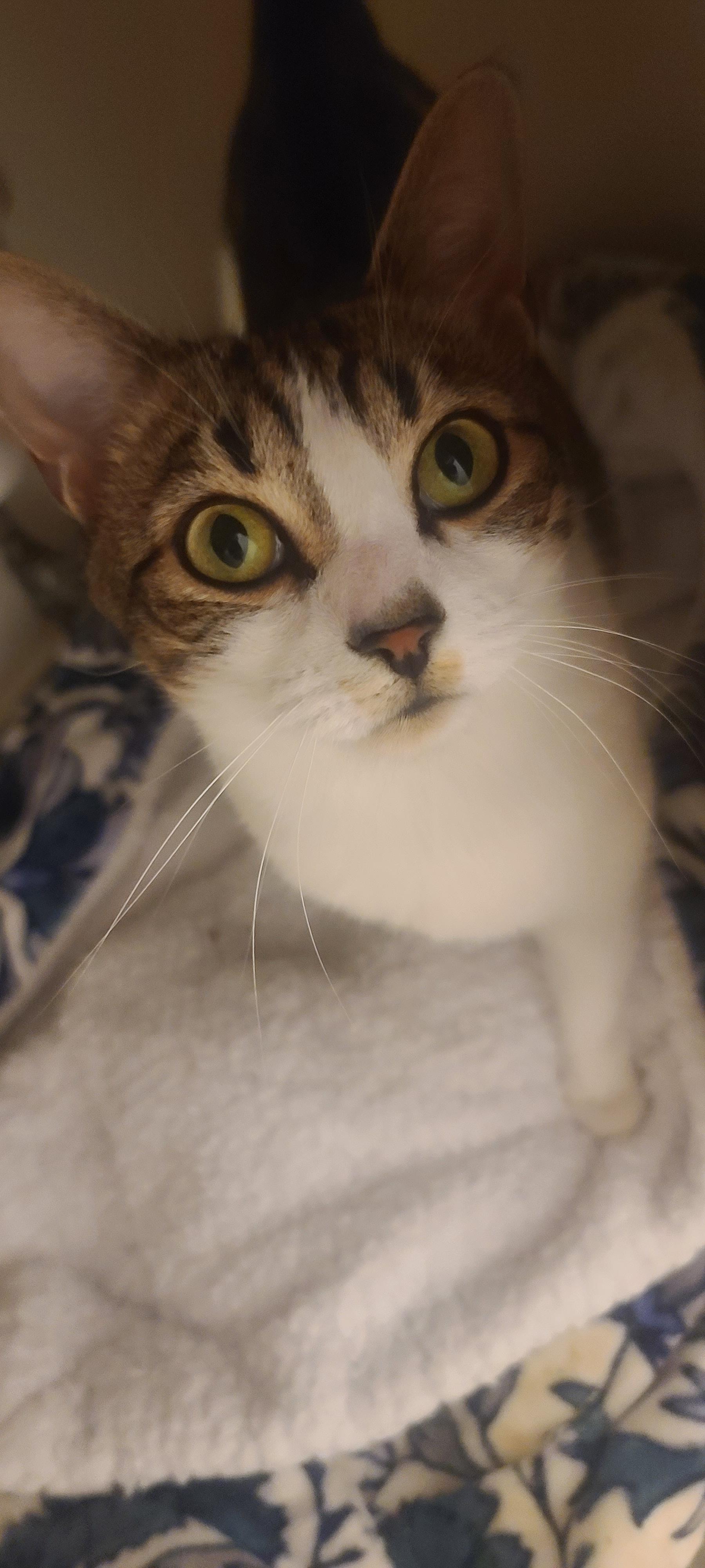Enlarge LIGHTENING, a ADOPTABLE Tabby in Elgin, SC image 3/5