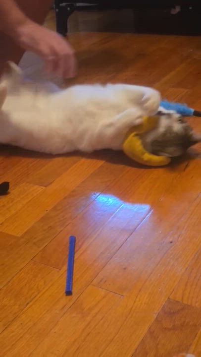 Enlarge LIGHTENING, a ADOPTABLE Tabby in Elgin, SC video 5/5