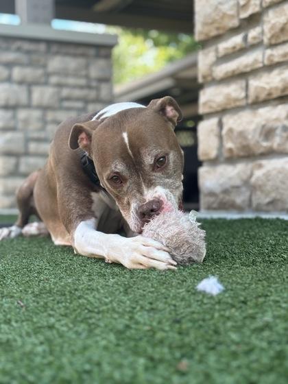 Buzz Lightyear, a Adoptable Mixed Breed in Cincinnati, OH image 1/3